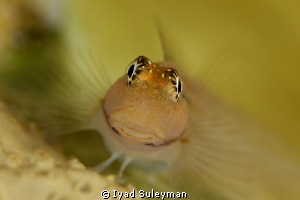 Blenny Closeup. One first result of the underwaterphotogr... by Iyad Suleyman 
